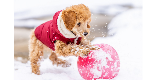 Winter Jacket Dogs