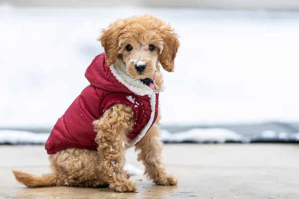 Winter Jacket Dogs